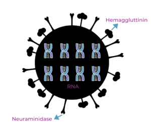 flu rna anatomy