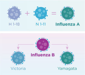 flu strain chart